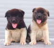 Američka Akita, štenci