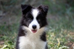 Border Collie-Border koli štenad