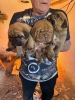 Bordoska Doga (Dogue de Bordeaux) prelepi stenci
