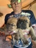 Bordoska Doga (Dogue de Bordeaux) prelepi stenci