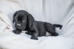 Cane Corso prelepi štenci