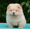 Chow Chow Cau Cau Čau Čau