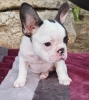 Merle francuski buldog štenci