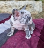 Merle francuski buldog štenci
