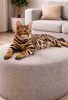 MMaestro_bengal macici