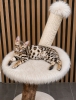 MMaestro_bengal macici
