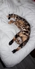 MMaestro_bengal macici