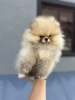 Pomeranac