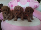 Toy Pudle prelepi stenci