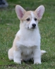 Velski korgi/Welsh Corgi Pembroke