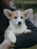 Velski korgi/Welsh Corgi Pembroke
