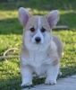Velski korgi/Welsh Corgi Pembroke